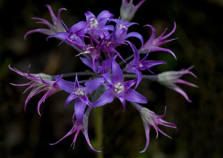 Taper Tip Onion, Alium acuminatum.jpg